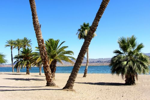 palms beach palm beach