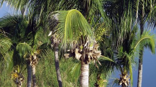 palms palmas tourism
