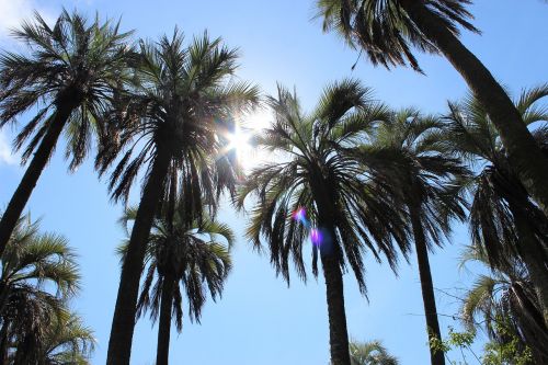 palms landscape sun