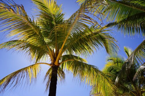 palms blue sky beach