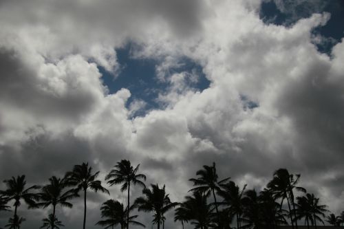 palms palm tree clouds