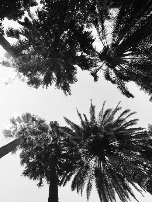 palms trees summer