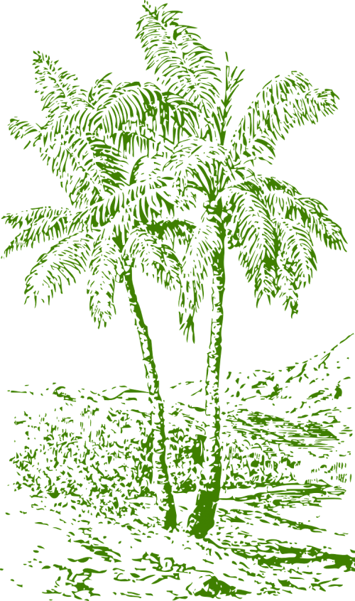palms trees tropics