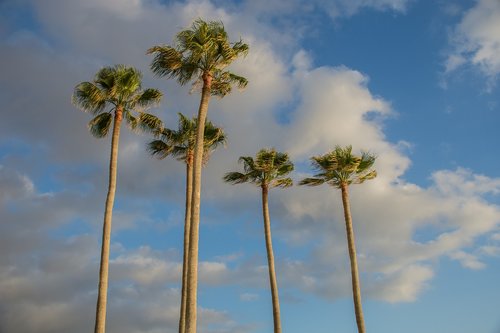 palms  beach  sun
