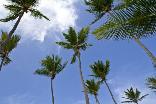 palms caribbean beach
