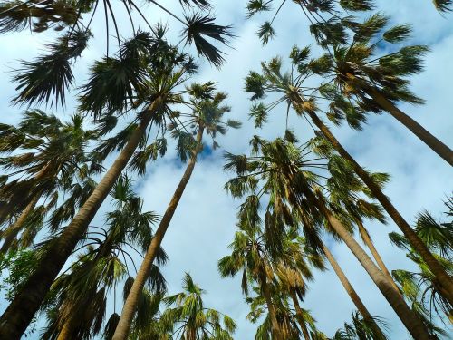 palms trees sky