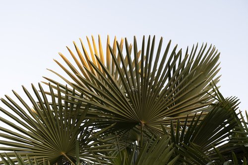 palms  silhouettes  palm
