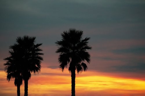 palms  dawn  sky