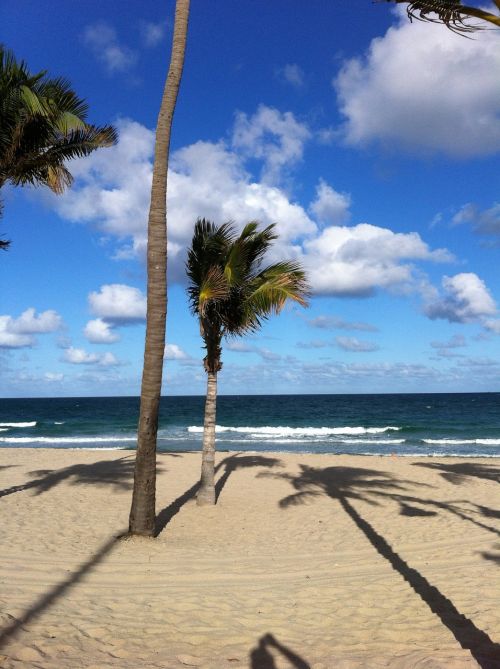 palms beach sand