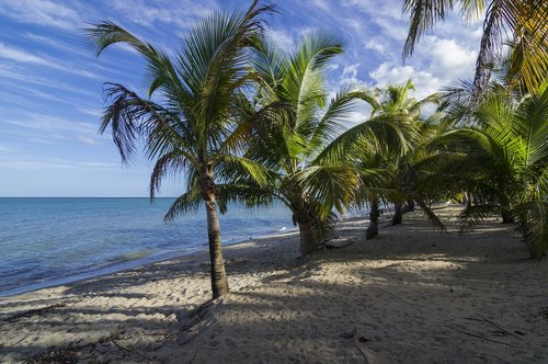 palms  beach  b