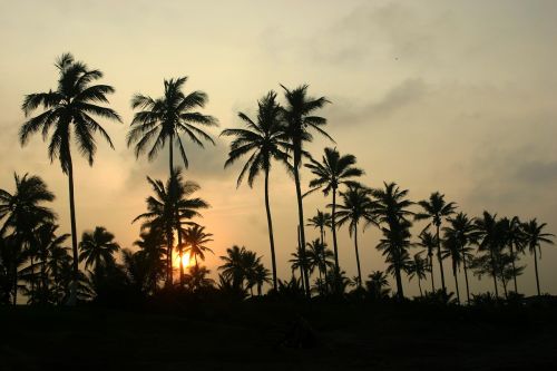 palms veracruz sunset