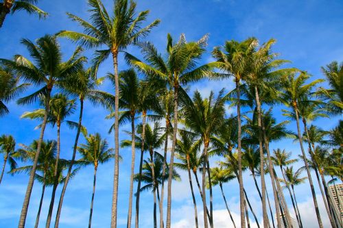 palms trees natural