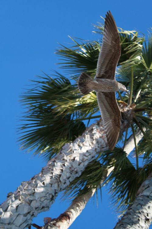 palms sky seagull