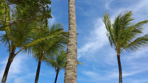 palms wind sky