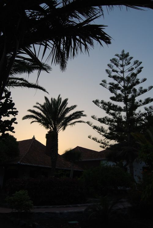 palms vegetation sunset