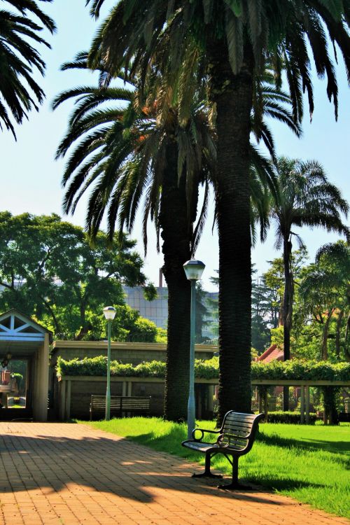 Palms And Paving, Park In Pretoria