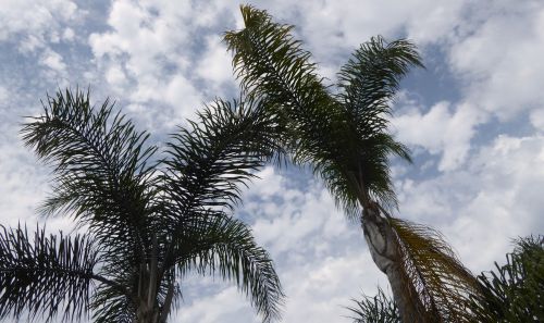Palms Tree And Sky