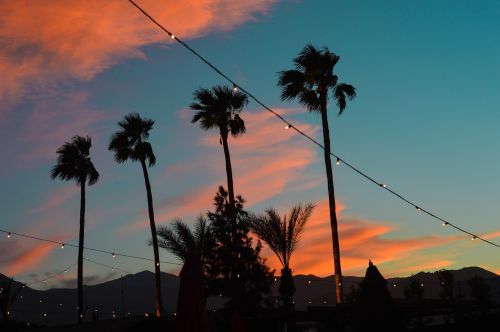 palmsprings palmtrees sunset