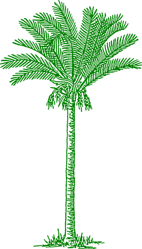 palmtree leaves beach