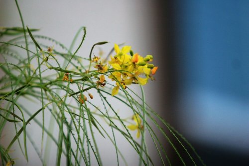 palo verde  jerusalem thorn  branch