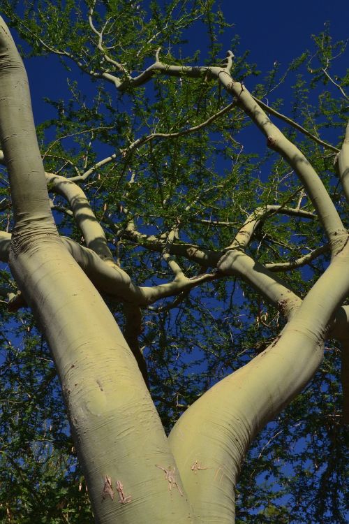 palo verde tree desert tree arizona