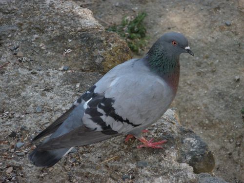 paloma birds animals