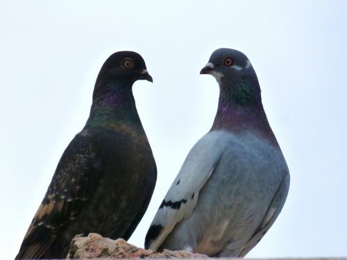 pigeons couple white background