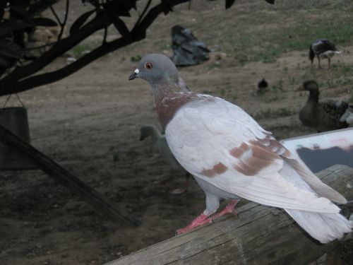 paloma birds pigeons