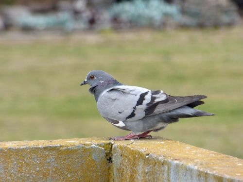 paloma ave bird