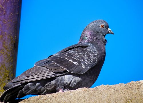 paloma ave feathers