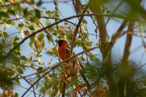 paloma ave bird