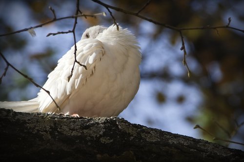 paloma  birds  fauna