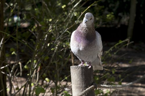 paloma  fauna  nature