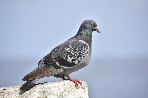 paloma  birds  tenerife