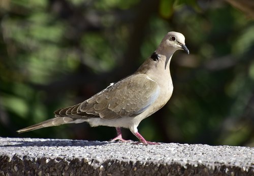 paloma  birds  animals