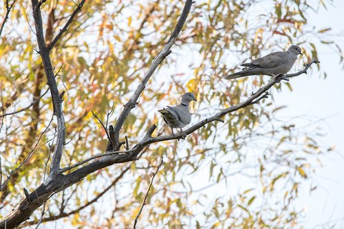 paloma  bird  turtledove