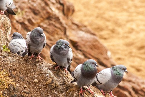 paloma  pigeons  animals
