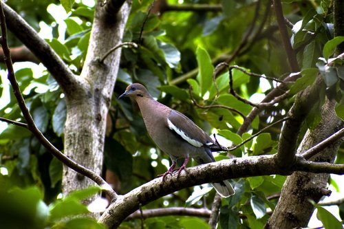 paloma  tortola  birds