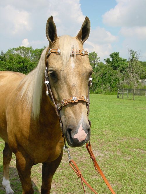 palomino horse mare