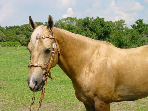 palomino horse mare