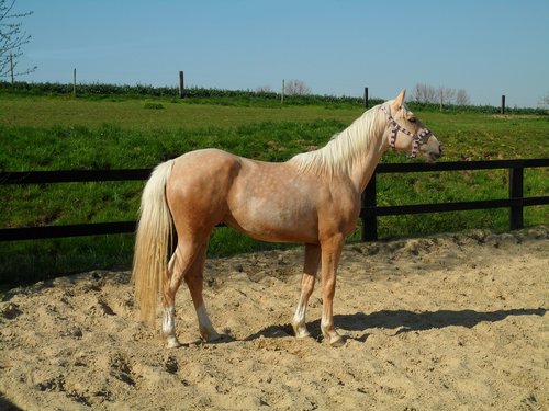 palomino  horse  mare