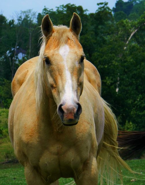 palomino horse american quarter horse meadow