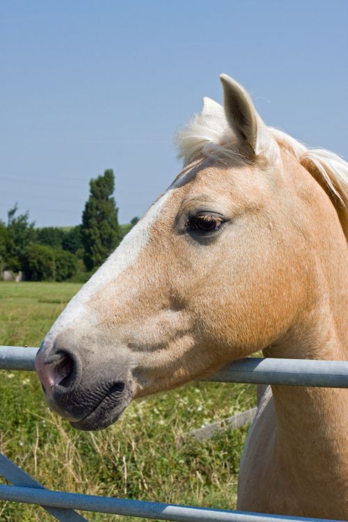 Palomino Horse Portrait