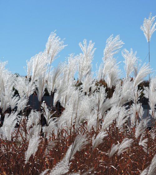 pampas  grass  white