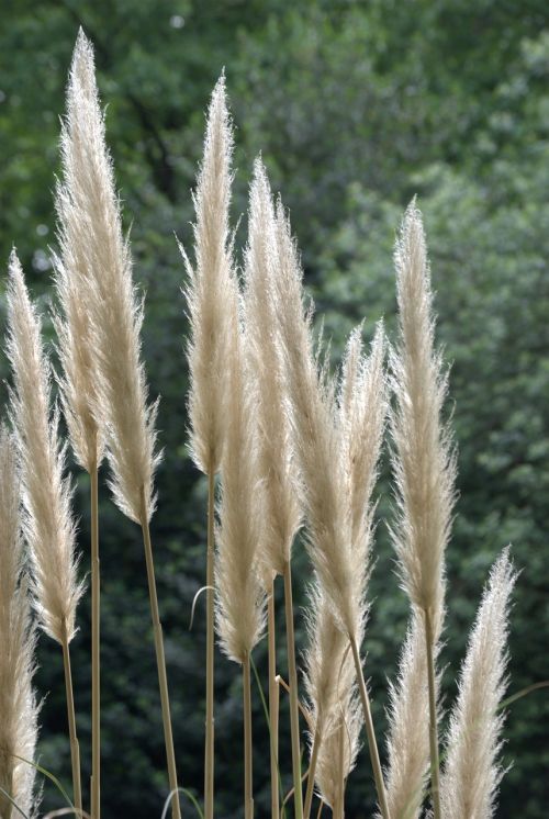 pampas ornamental grass tall grass