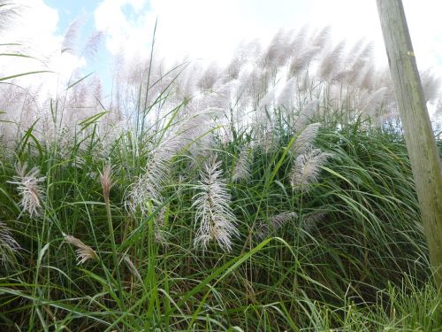 pampas grass field nature