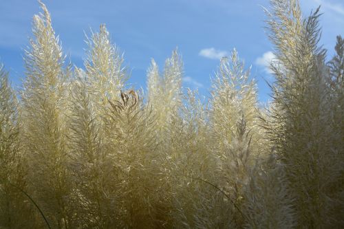 pampas grass seed nature