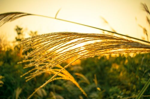 pampas grass rushes sunset