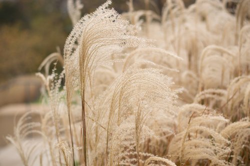 pampas grass  brown  fall