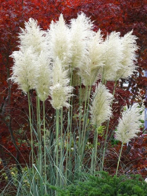 pampas grass plant nature